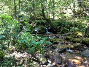 Mtirala Nacionālais parks