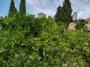 Apelsini
